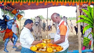 శ్రీ బోరెడ్డి.కేశవరెడ్డి గారి ఎద్దుల పూజా కార్యక్రమం,పెద్దకొట్టాల గ్రామం,నంద్యాల(M),నంద్యాల జిల్లా