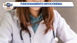 ¿Qué es la mitocondria y cómo impacta en el envejecimiento? - El Mundo de Cabeza