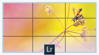 Comment recadrer vos photos du 1er coup sur Lightroom