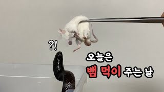 시청주의) 오랜만에 돌아온 피딩영상! 오늘은 뱀 먹이 주는날!! 볼파이톤이랑 킹스네이크는 밥먹는 스타일도 달라요