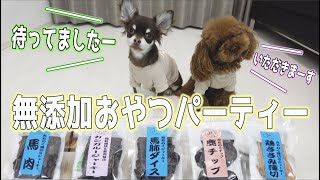 犬の専門無添加おやつに大喜び☆トイプードルとチワワの子犬くん