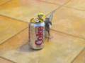 Wolfie and the coke can part II