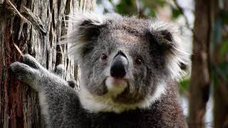 Koala release in Trentham East Victoria