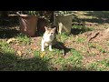 若狭公園に住む野良猫の仔猫たち♩