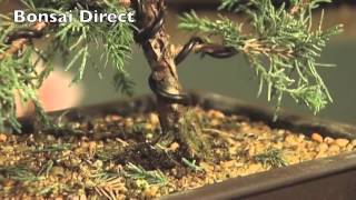 Bonsai Care with Lloyd Noall - Chapter 15 - Bonsai Wiring \u0026 Styling