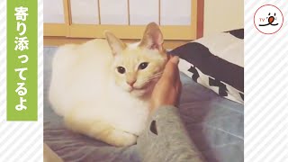 飼い主さんが体調不良な日に…😢 ひたすら寄り添うニャンコの愛情💕【PECO TV】