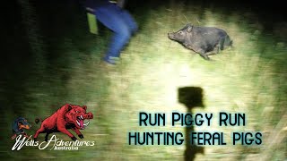 Tracking and Taking Down Feral Pigs with Dogs in New South Wales