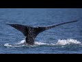 aerial surveys aim to detect and protect endangered right whales