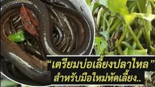 การเลี้ยงปลาไหลนา | เตรียมบ่อเลี้ยงปลาไหลในบ่อซีเมนต์ | มือใหม่แบบละเอียด (Swamp eel)