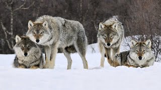 How The Wolf Pack Is Arranged