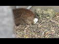 シカ谷 小諸市動物園 2018年11月4日