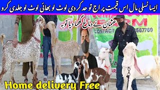 Usman goat farm visit latest update| 20-Jan-2025| Qurbani khasi bakre| sirf 22-hajar mein 😱🔥❤️,