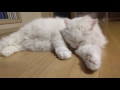 몸단장하는 고양이 명일이 A white turkish angora cat is grooming i​ntensionally