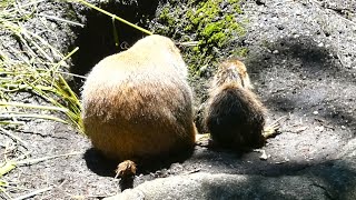 20240619 上野動物園　オグロプレーリードッグの赤ちゃん　毛が濡れてボサボサ　水を飲む　巣穴に青草を運びこむ　じゃれつく赤ちゃん