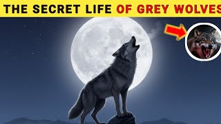 The Secret Life of Grey Wolves: Survival & Loyalty 🐺 | Animals Facts