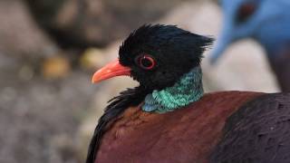 Green-naped Pheasant-Pigeon