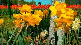 Tulip garden srinagar | Indira Gandhi Memorial Tulip garden