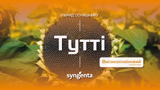 Гібрид соняшнику Тутті🌻