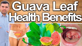 GUAVA LEAF HEALTH BENEFITS - Best Ways To Take, Uses, Side Effects And Contraindications