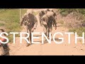 One Day at the Eighth Army Best Warrior Competition 2020