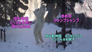 旭山動物園　ゆめのジャンプジャンプ　授乳催促ピリカのお尻に頭を突っ込むゆめ　ピリカ＆ゆめ親子　ホッキョクグマ親子