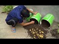 doesn t need a lot of soil but lots of big tubers grow potatoes in plastic containers