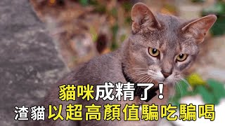 The cat is fine! The slag cat cheated to eat and drink with its ultra-high color value  which made