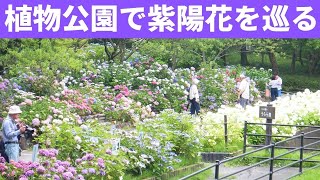 663：広島市植物公園、６月末までアジサイウィーク開催中2406