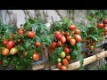 secret to growing vertical garden tomatoes no garden needed but high yield