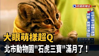 大眼萌樣超Q 北市動物園\