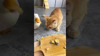 开饭：零食蛋卷～#金条与土匪鸭 #柯尔鸭 #猫咪