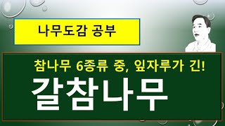 갈참나무 vs 졸갈참나무 vs 청갈참나무 vs 청졸갈참나무 : 무엇이 서로 다를까?