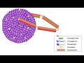 what is cholesterols introduction to lipoproteins