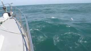 Commerson dolphins Bow rides on Seabear´s bow.