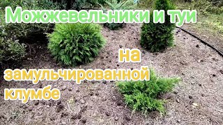 Можжевельники и туи на замульчированной клумбе сосновой иглой