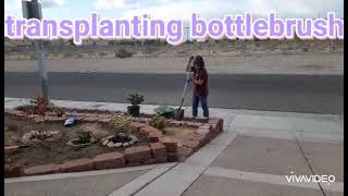 TRANSPLANTING BOTTLEBRUSH/CALLISTEMON ON THE GROUND