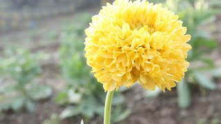 sevanthi flower farming || bijli flower farming Videoghrapher