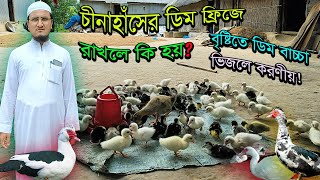 গরমে চীনাহাঁস খেতে চায় না কেন? বৃষ্টিতে বাসা, ডিম ভিজলে কী বাচ্চা ফুটবে? Muscovy Duck Farming 2024