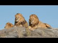 big cats in 4k spectacular scenes of big cats in wild nature scenic relaxation film