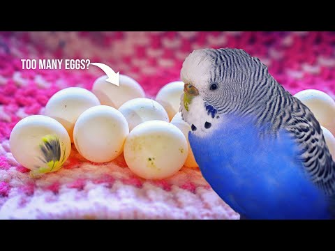 Budgie Laying Too Many Eggs - YouTube