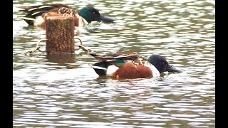 ハシビロガモ　Commons shoveler　Anas clypeata