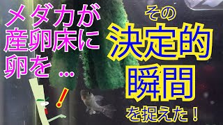 メダカが産卵床に卵を擦り付ける決定的瞬間を捉えました！めだかの気持ちと称して少しおふざけもありますが、ご了承ください！