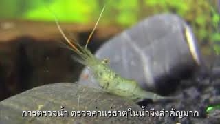 แร่ธาตุรวมสำหรับการลอกคราบของกุ้ง (ธาตุทะเล 111)