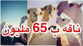 اغلى ناقه في العالم - 65 مليون