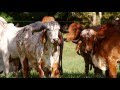 Alimentación bovina: Sales energéticas - TvAgro por Juan Gonzalo Angel