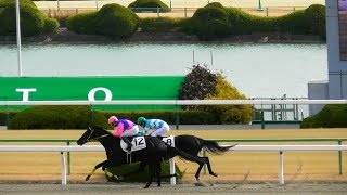 現地映像、メイショウギガース（岩田騎手）が500万下勝利。京都競馬場