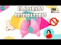 El aparato respiratorio | Aula chachi - Vídeos educativos para niños