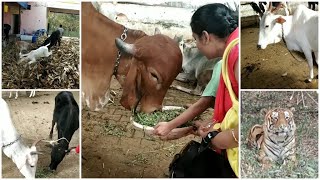 ಹಸುವಿನ ಹಾಲು ಕುಡಿಯೋ ನಾವು ಇದನ್ನು ನೋಡಲು ಮರಿಬಾರದು/ಬನ್ನೇರುಘಟ್ಟದಲ್ಲಿ ಇಲ್ಲಿಗೆ ಹೋಗೋದು ಮರಿಬೇಡಿ.