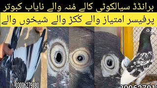 اوریجنل 100% پیور سیالکوٹی برانڈ سیالکوٹی شیخوں والے , پروفیسر امتیاز والے کبوتر ۔