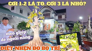 Vì sao cơi 1-2 lá to mà cơi 3 lá nhỏ? Xem dàn phôi Út Đực ghép ngoài nắng & cách diệt nhện đỏ bọ trĩ